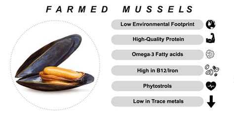 are mussels a good source of protein