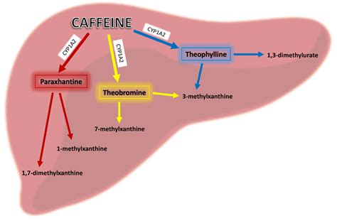 can protein powder be added to coffee and does it enhance caffeine absorption?