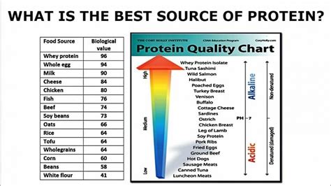 how bioavailable is whey protein how does its absorption compare to plant-based alternatives