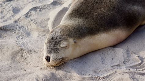 Why Do Seals Swim Upside Down? An Intriguing Inquiry into Marine Mammal Behavior and Evolution